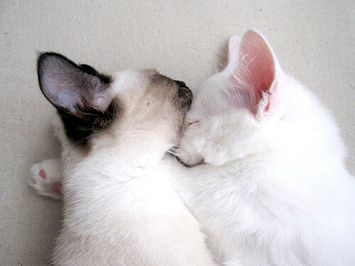 开云体育-乔治的指挥棒，当新奥尔良爵士遇见吉林冰河