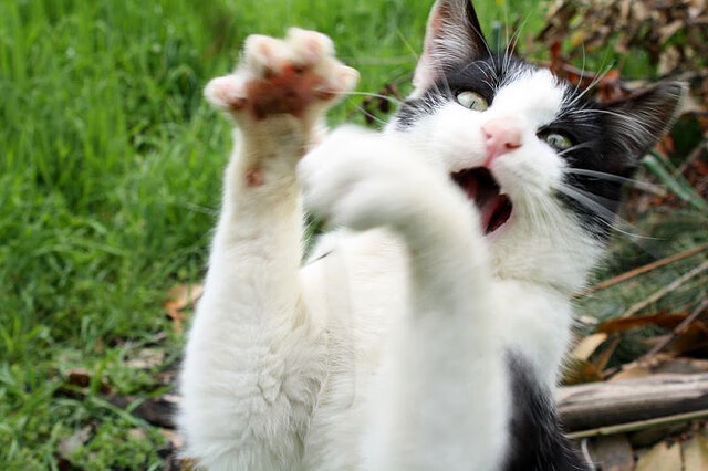 掌控者的艺术，拉文节奏魔法导勇士攻克费城