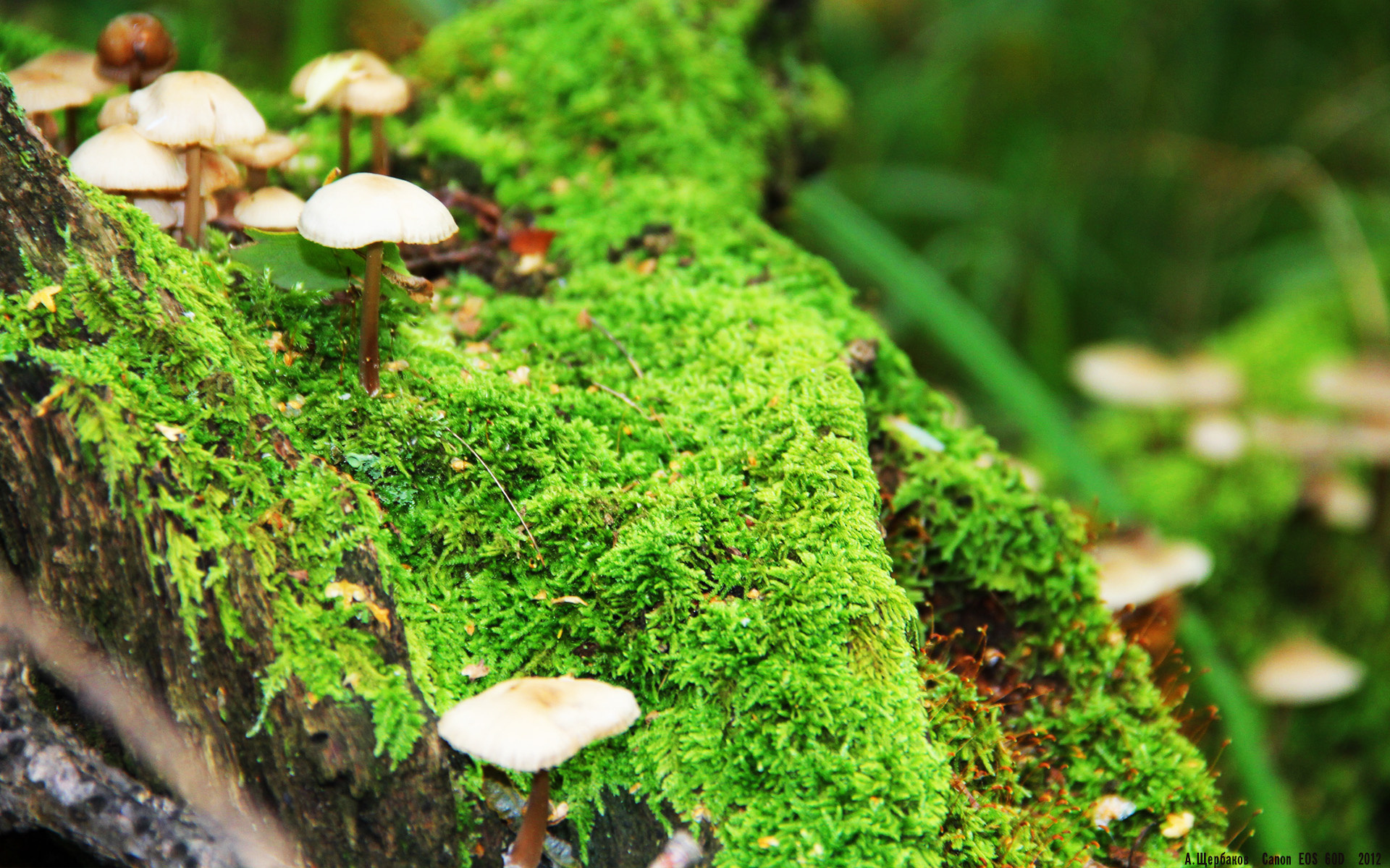 开云体育app-旧神黄昏与新王加冕，克瓦拉茨赫利亚的爆发与西班牙的优雅击杀如何重塑足球秩序？