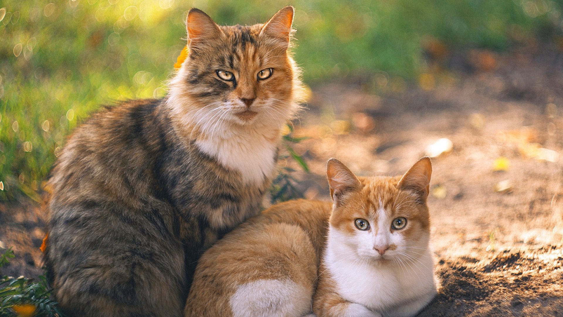 开云体育APP下载-鏖战明尼苏达，37岁脊梁撑起金州，保罗末节连珠炮击退森林狼