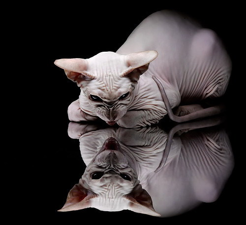 赛道与球场，一场无交叉点的战术对轰—马刺破局战与F1总冠军的共振解码