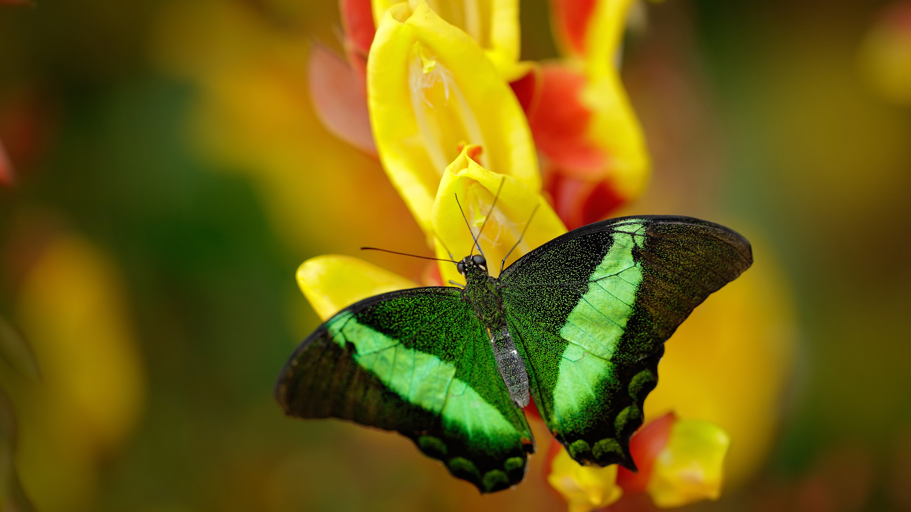 他若在洛城,德比无悬念,约基奇完美表现折射出的联盟现实