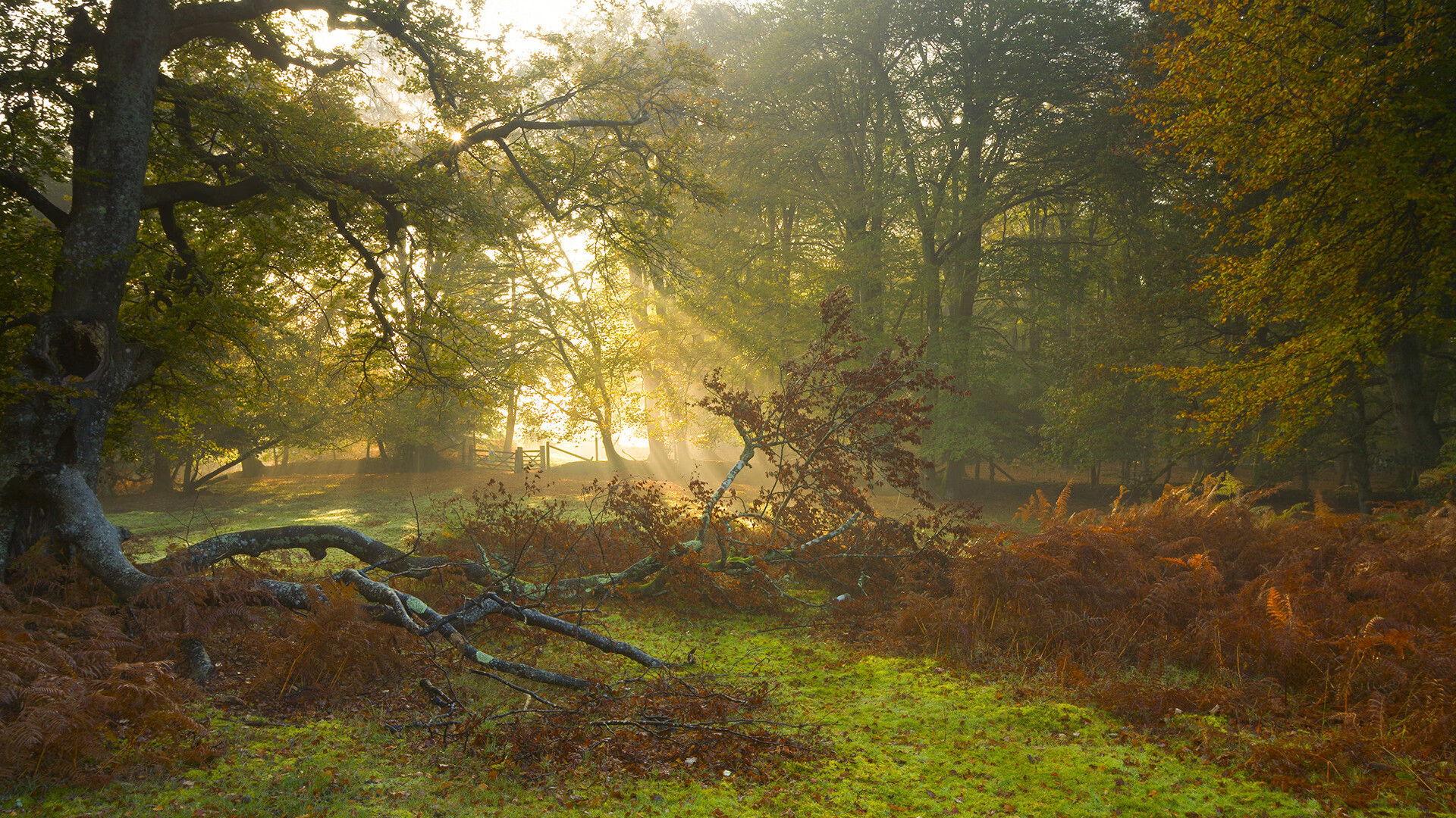 跨越海洋的共振,当辽宁掀翻国王的夜晚,字母哥正转动命运的齿轮