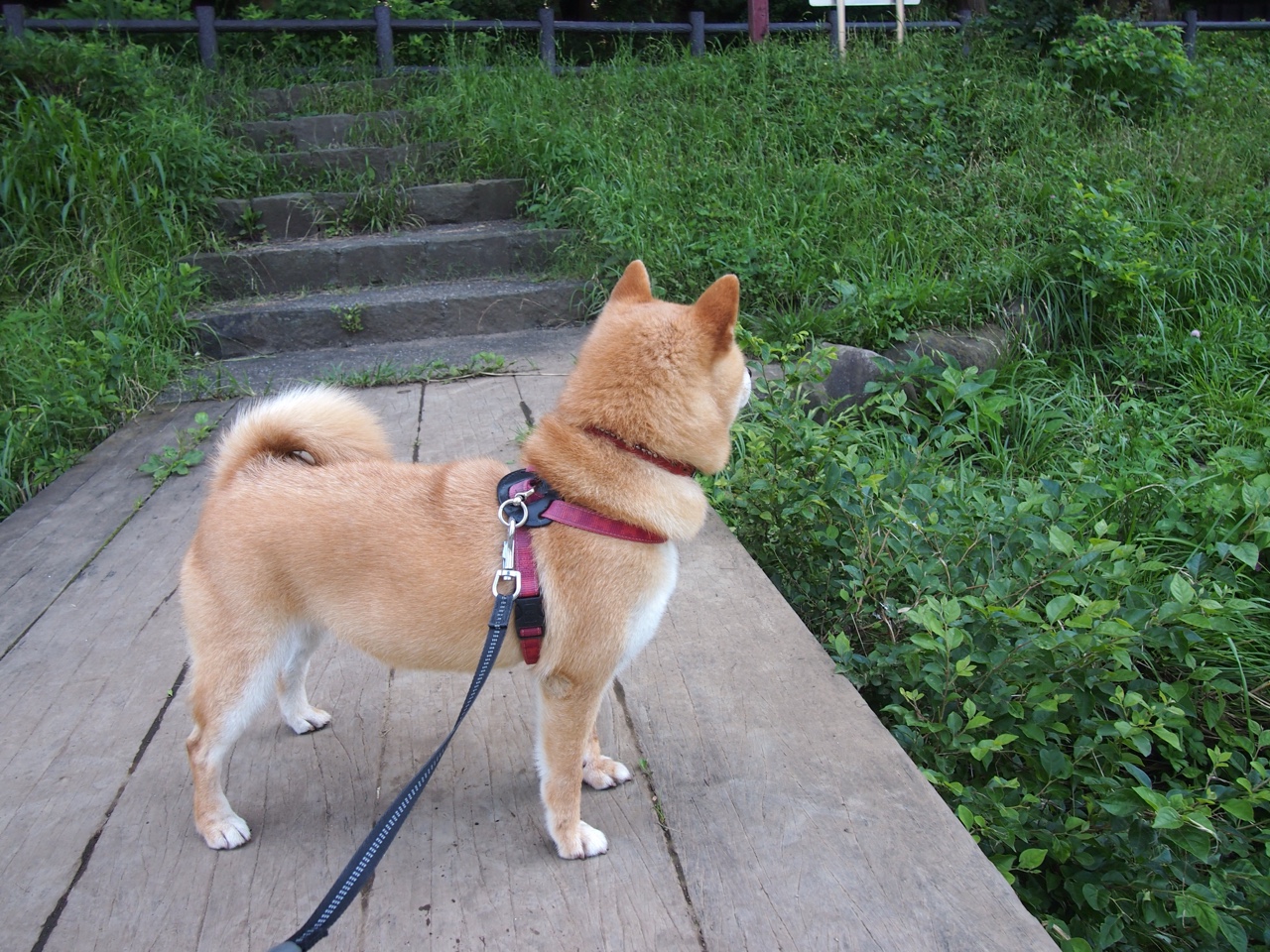 跨洲友谊赛火花四溅，比利亚雷亚尔鏖战塞内加尔，马丁内利替补登场点燃赛场