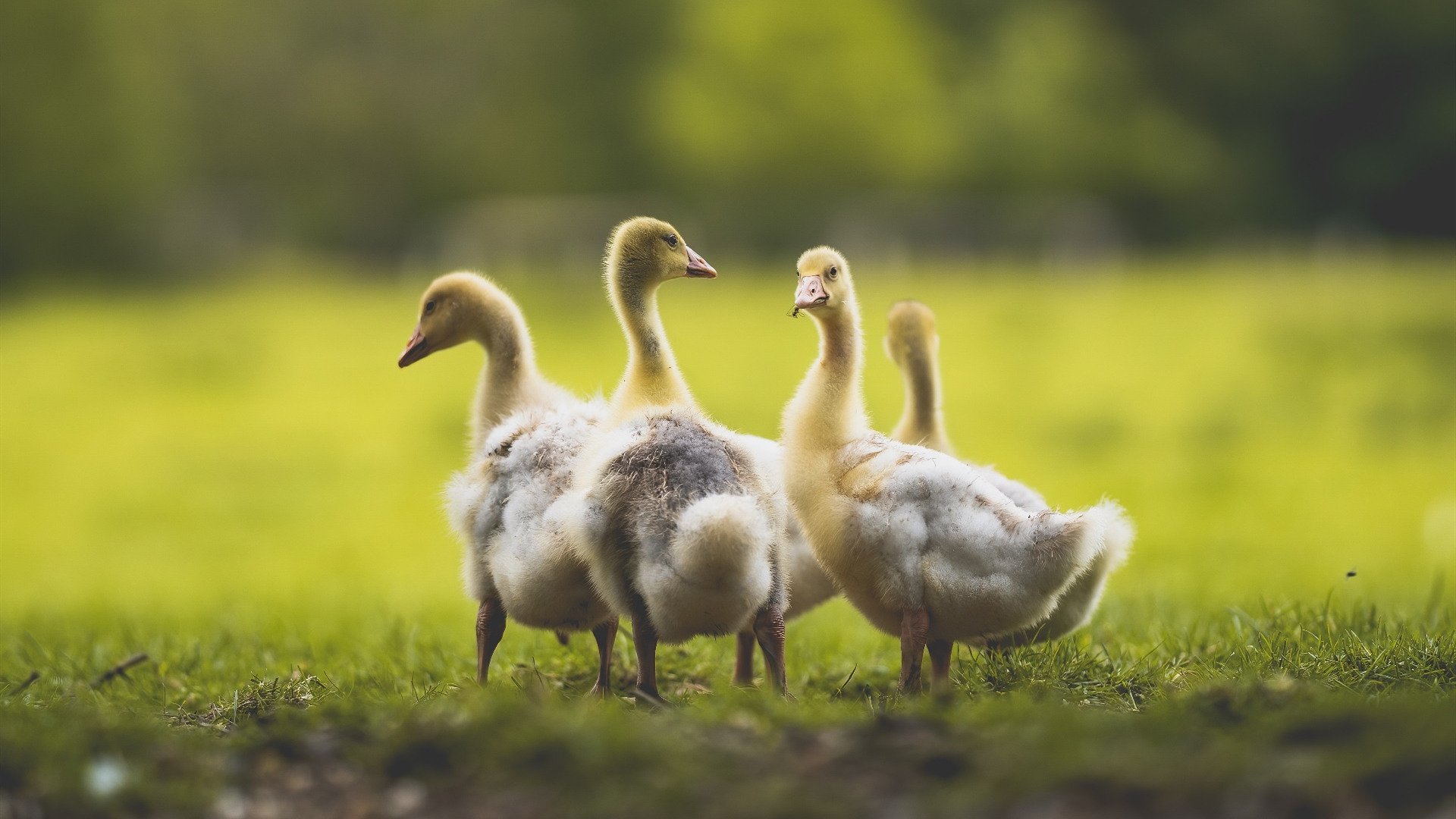 长夜终有破晓时，德罗赞冷刃出鞘，为步行者提前终结纽约悬念