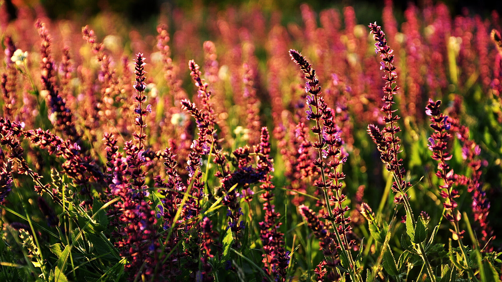 浓眉烈火铸太阳,关键先生一役焚猛龙