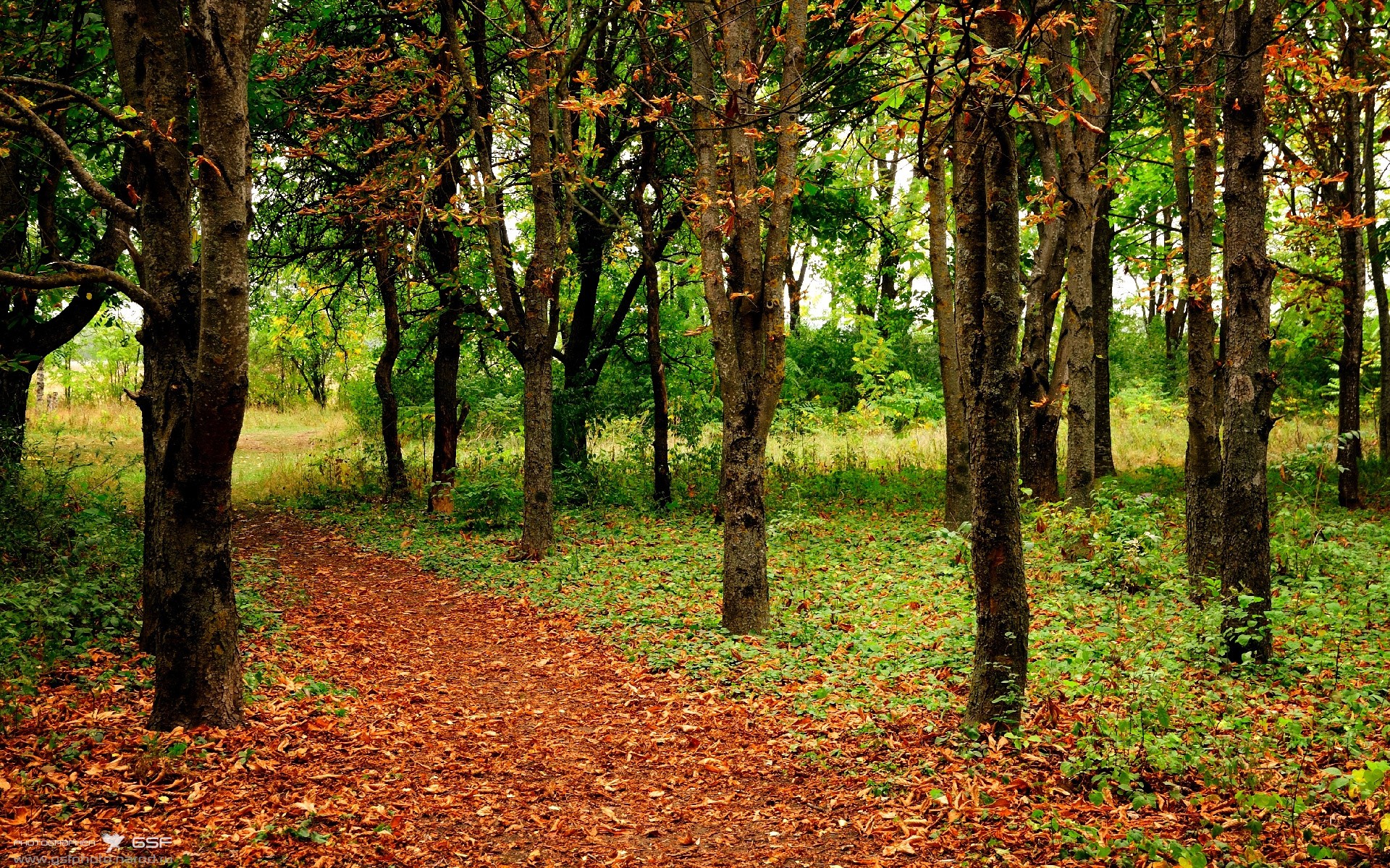 黑色飓风席卷酋长球场,戈麦斯一剑封喉,马赛一波带走枪手