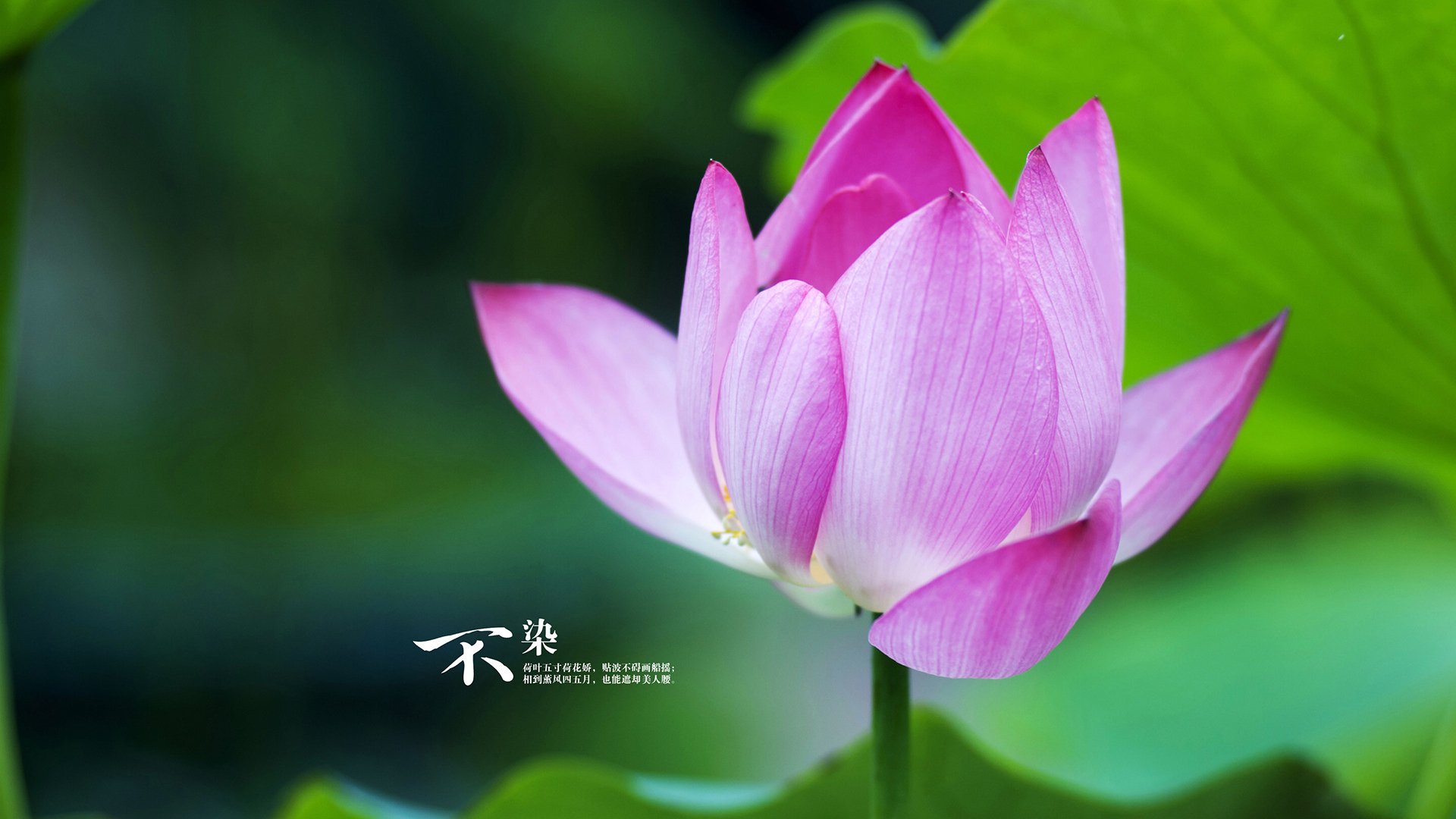 开云体育入口-关外飞霜遇蓝色海啸，杜兰特死神之镰切割胜负