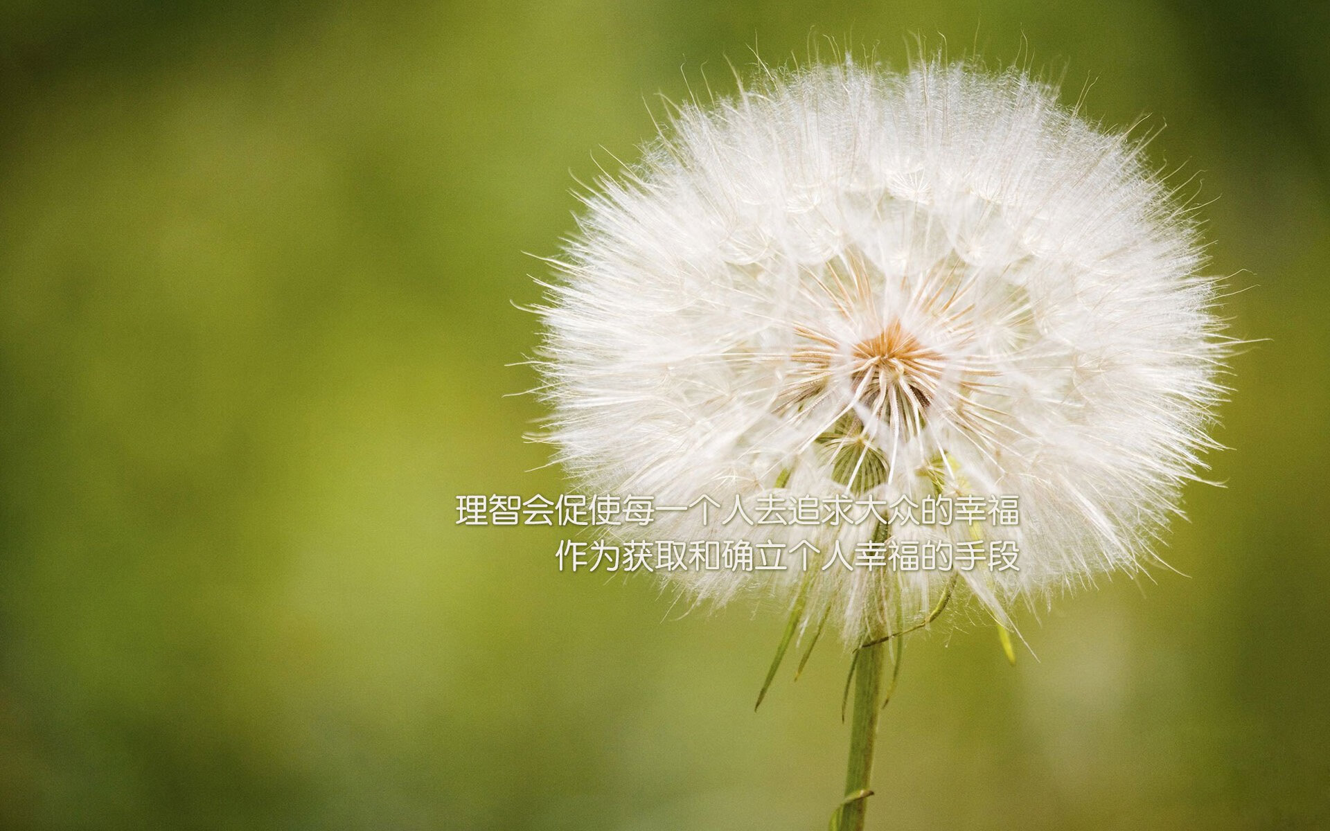 钢铁战车，难挡红色风暴，2026世界杯，贝林厄姆与西班牙的无锋反击